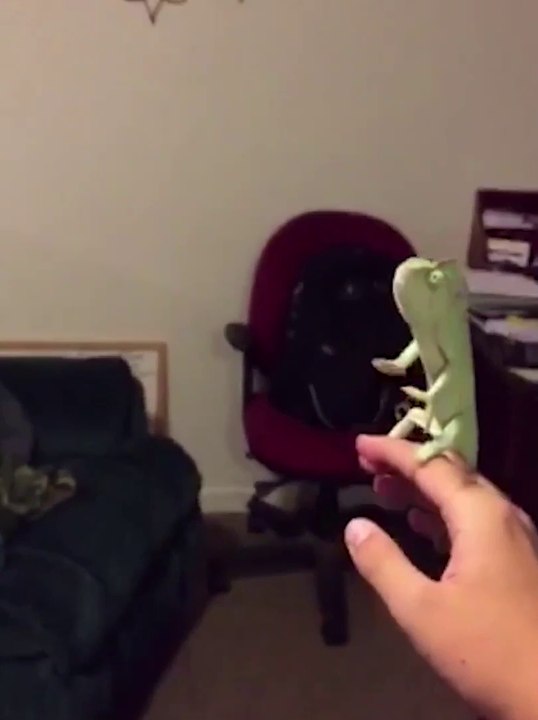 Ce petit caméléon éclate des bulles de savon et il adore ça