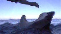 Un touriste s'amuse à toucher le nez d'un grand requin blanc... risqué