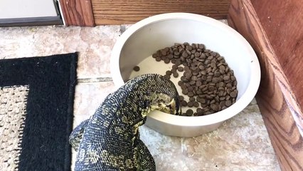 Ce gros lézard apprivoisé se prend pour un chien