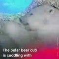 A Newborn Polar Cub Snuggles With Mom