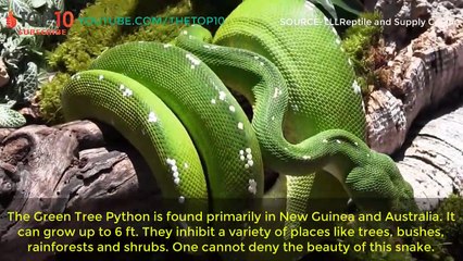 Most Beautiful Snakes In The World