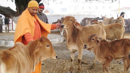 Yogi Adityanath वसूलेंगे 'Gau Kalyan Cess', UP के हर District में बनेगा Cow Shelter | वनइंडिया हिंदी