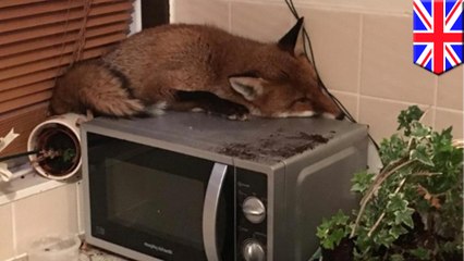 朝起きたらキッチンの電子レンジでキツネが眠っていた…一体なぜ? - トモニュース