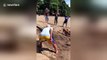 Beachgoers rescue stranded shark dumped on sand after being caught by fisherman