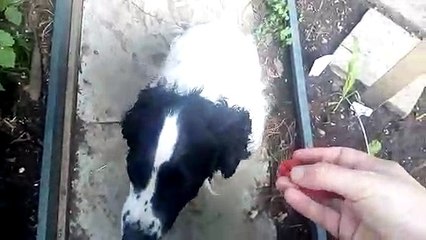 Sprocker spaniel eating four raspberries
