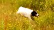 Sprocker spaniel having fun running, hopping,  jumping in a grass meadow