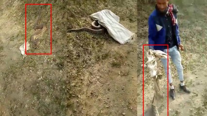 गांव में अचानक निकला अजगर तो भागने लगे लोग, VIDEO में देखिए कैसे पकड़ा
