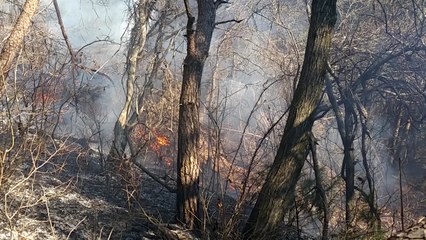 강원도 평창에서도 산불...1시간 만에 진화 / YTN