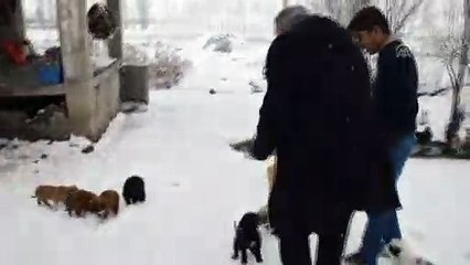 Donmak üzere olan köpek yavrularına evlerini açtılar - MUŞ