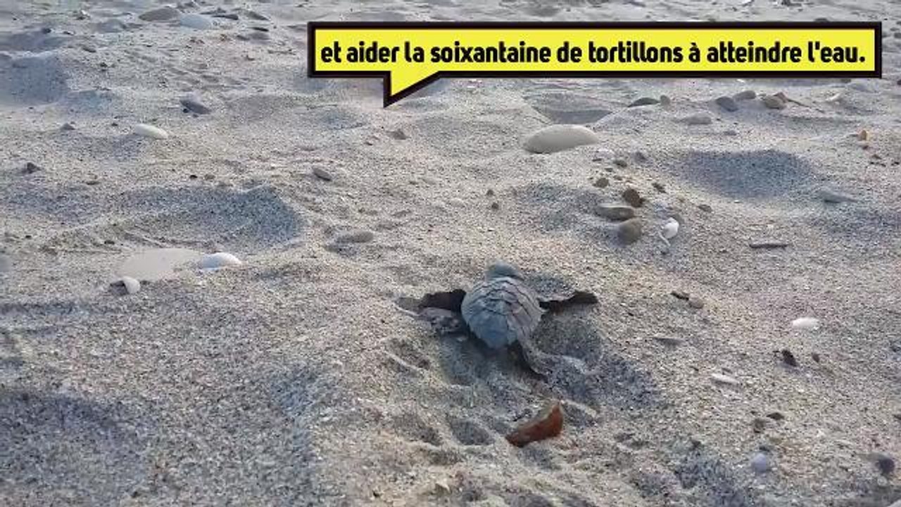 Exceptionnel : l'éclosion de bébés tortues caouannes...sur une plage près de Montpellier!LA SUITE....