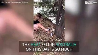 Not even koalas can stand the Australian heat!