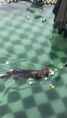 Funny ANIMALS make us laugh - Funny animal compilation