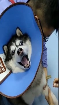 Funy Video - funy dog - funy Animal