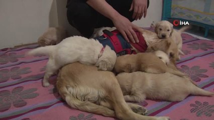 Yavrulayan Köpeği İçin Özel Ev Kiraladı, Köpeklerinin Yarısını Emniyet Teşkilatına Bağışlayacak