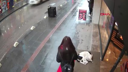 Zonguldak Boynundan Çıkardığı Şalı Sokak Köpeğinin Üzerine Örttü