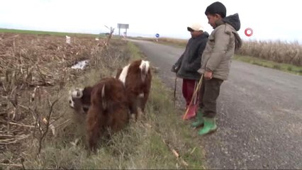 Çoban Çocukların Zorlu Mesaisi...hem Okuyorlar, Hem de Çobanlık Yapıp Geçimlerine Katkı Sağlıyorlar