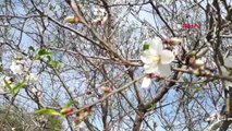 Muğla Datça, Yeni Yılı Badem Çiçekleriyle Karşıladı