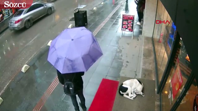 Boynundan çıkardığı şalı sokak köpeğinin üzerine örttü