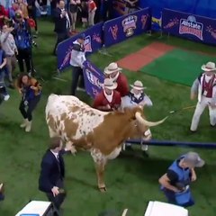 Quand un taureau, mascotte d’une équipe de foot US, attaque son rival le bulldog