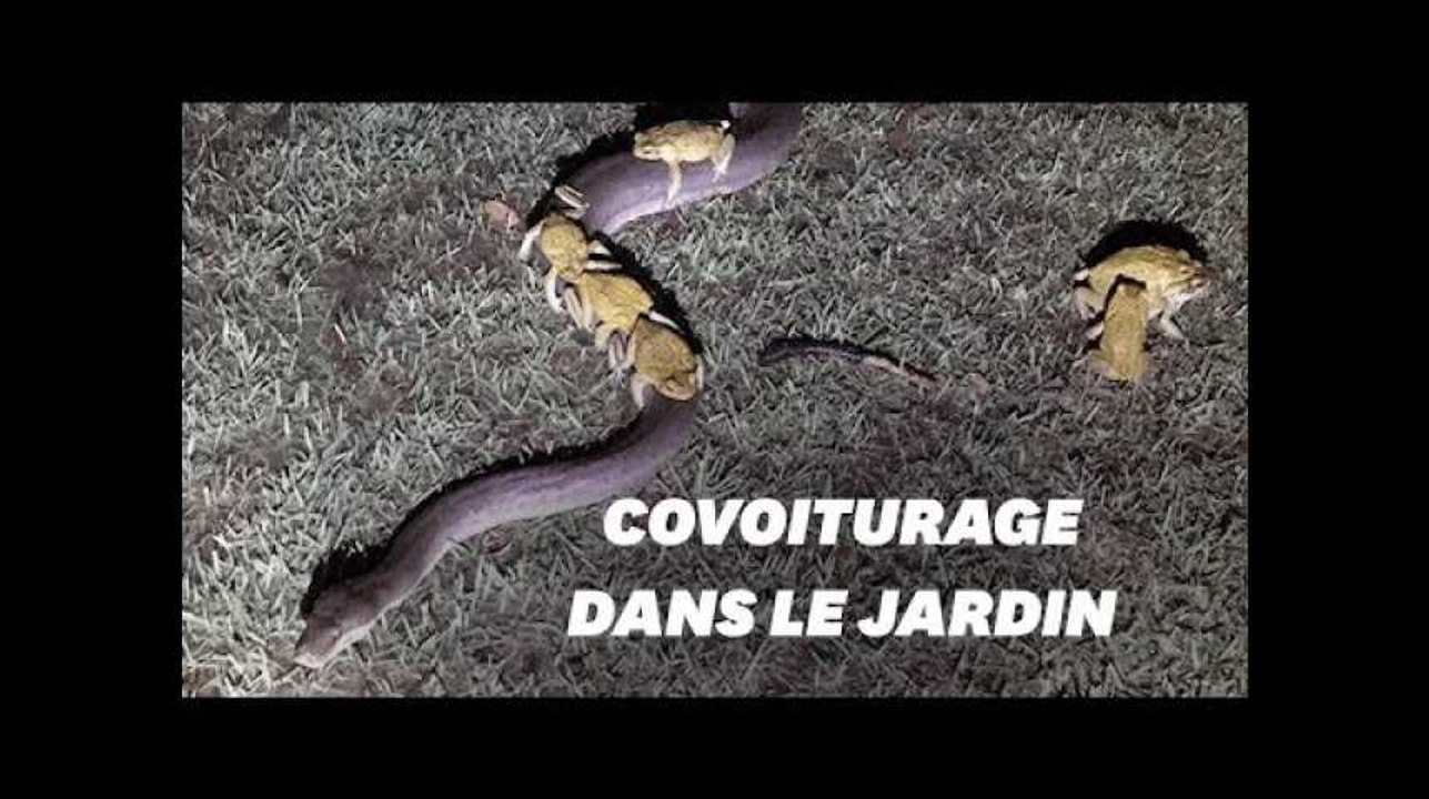 Ces crapauds font du covoiturage à dos de python