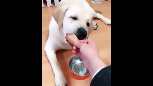 Quand ton chien n'en peut plus de tes blagues