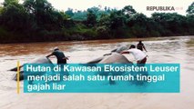 Menengok Gajah di Kawasan Ekosistem Leuser