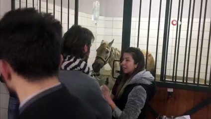 Büyükada’da yanan atların tedavileri sürüyor