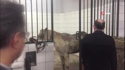 Büyükada'da Yanan Atların Tedavileri Sürüyor