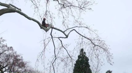 Liège : étêtage d'un arbre remarquable du jardin botanique