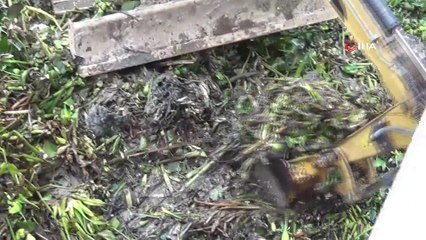 Asi Nehri su canavarlarından kurtuldu