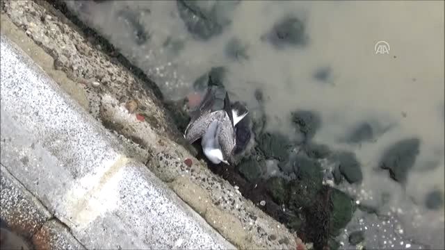 Kancaya Takılan Martıyı İtfaiye Kurtardı