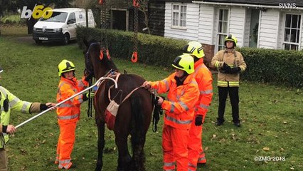 Horse Rescued From Pool Shortly After New Year's Eve