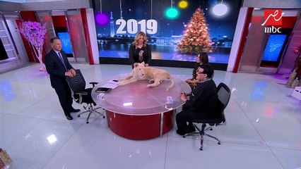 بالفيديو .. أسد أبيض يفاجئ سمير غانم وشريف عامر على الهواء