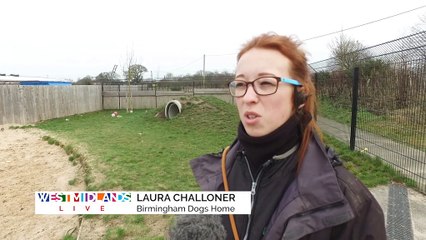 Tara from Birmingham Dogs Home!