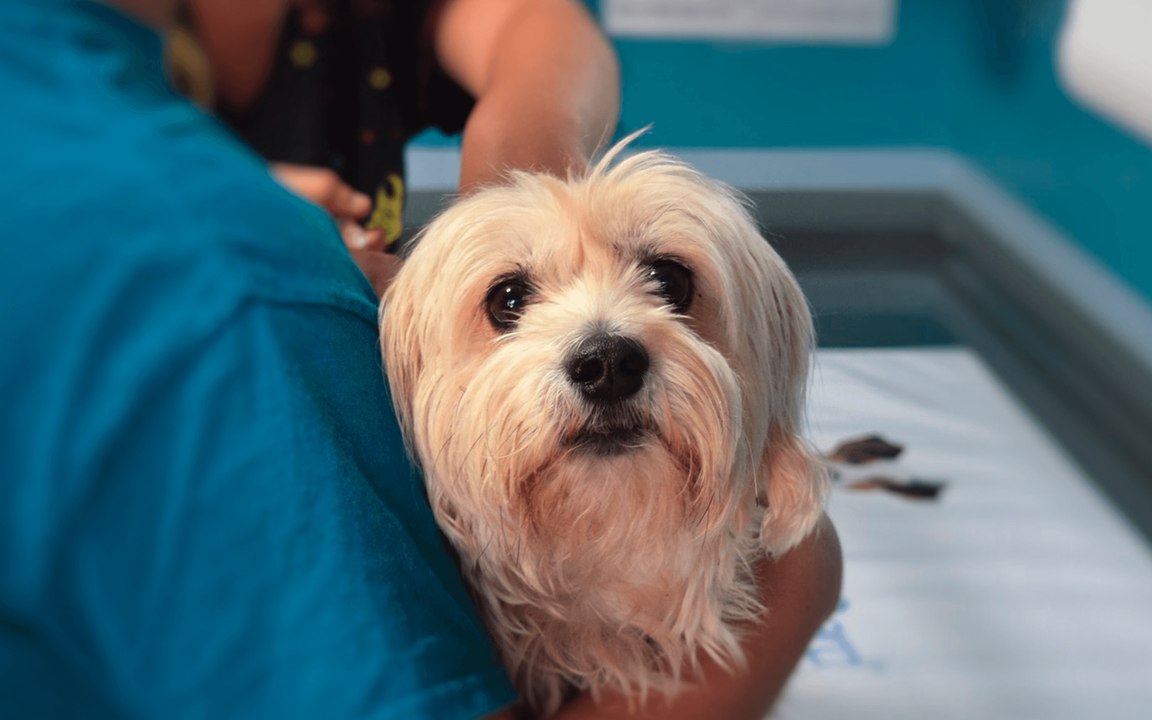 How To Help Your Ailing Pets
