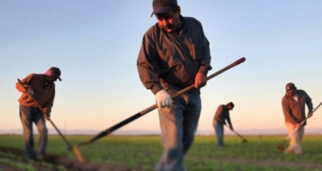 Makarnalık Buğday Eken Çiftçiye Müjde! Alım Garantisi Geliyor