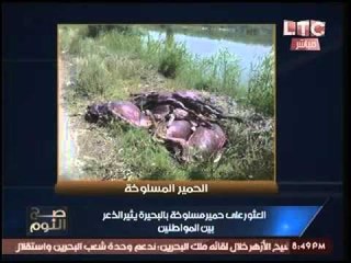 بالصور.. العثور علي حمير "مسلوخه" بالبحيره يثير الذعر بين المواطنين -تحذير (+18)
