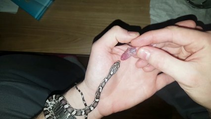 Il nourrit son petit serpent dans sa main