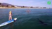 Elles font du paddle board au dessus de requins... impressionnant