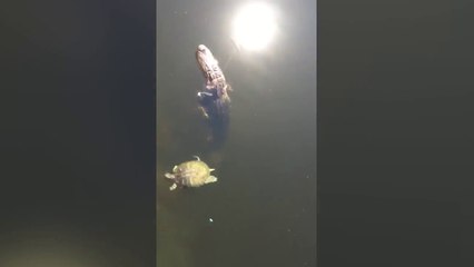 Un pecheur a un alligator de près de 2 mètres au bout de la ligne