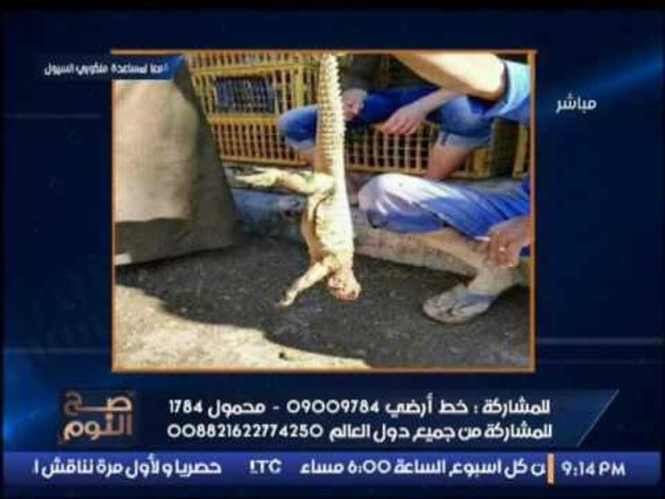 بالصور.. العثور علي حيوانات غريبه عقب جرف مياة...