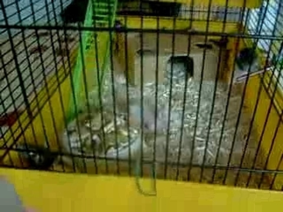 les bibous de Ange le 03.01.2008