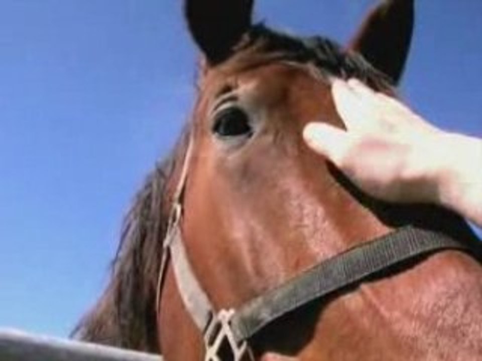 Mes rencontres animalières