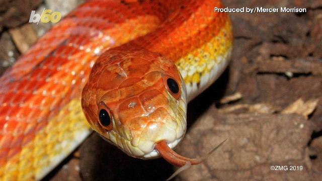 Animal Rescue Group Releases Their Weirdest Rescues of 2018