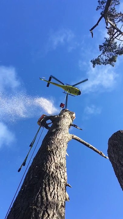 Tree Removal by Helicopter