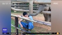 [투데이 영상] '같이 놀아요' 아기 코끼리 애정공세