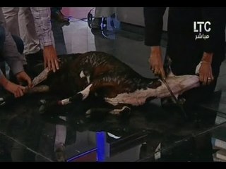 فيديو (+18) ذبح خروف علي الهواء بإستوديو برنامج حق عرب للسبب الاتي !