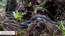 This Photo Of Black Snake Slithering Across Sniper's Rifle Deemed One Of 2018 Best Army Images