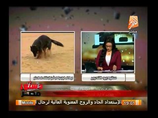 كلاب حراسة للكشف عن المفرقعات أثناء إنتخابات الدستور