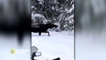 Moose treks through deep snow right by snowmobilers on backcountry Ontario trail